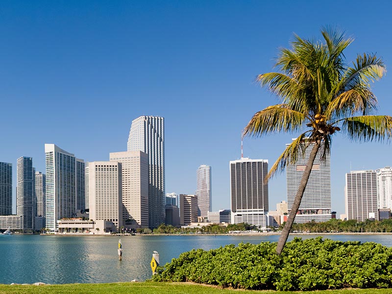 miami skyline with palm tree